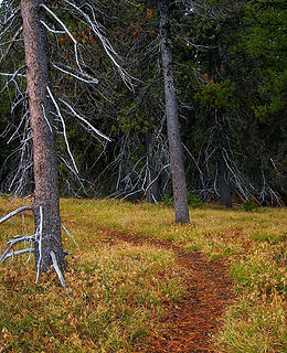 tree bones