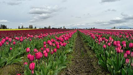 That's a lot of tulips. My favorite ones. Roozengaarde Flowers & Bulbs, WA