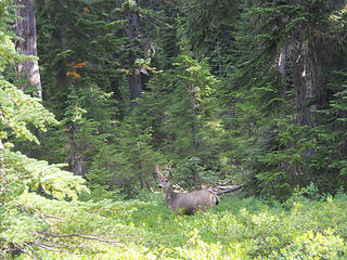 Buck at Indian Pass, Bald Eagle/North Fork Sauk loop 8/16-8/20/17