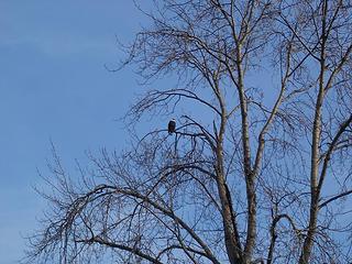 Bald Eagle