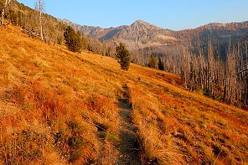 Even the grass is vivid in hazy golden evening light