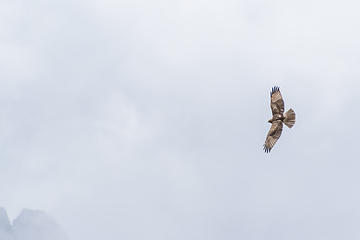 Wingspan