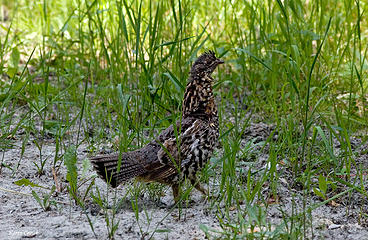 Ruffed Grouse