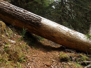 quite a few logs like these across trail.  I crawled under most.