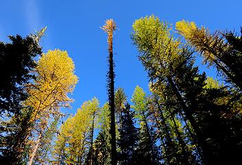 Variety of larch shapes and colors