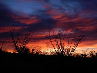 ocatillo sunrise