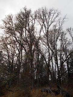 West Rocky Prairie Wildlife Area 111419 26