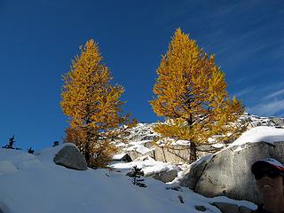 Pair of larches above the descent to Inspiration