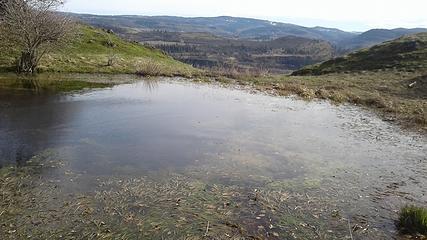 This pond had a cacophony of ribiting frogs until I walked up to it's edge and they all shut up