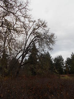 West Rocky Prairie Wildlife Area 111419 25