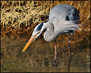 Vivitar 400mm f6.3, Nikon D300