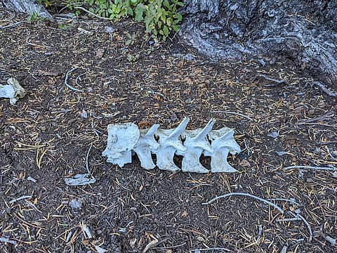 Large spine in one of the tent sites