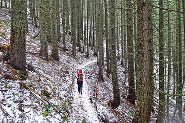 Above the snow line, there's a thin layer of white on the forest floor