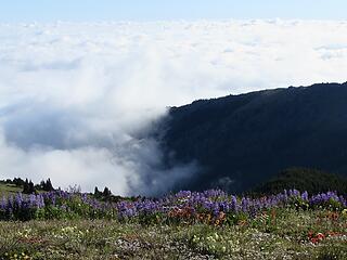 Flowers near Baldy summit