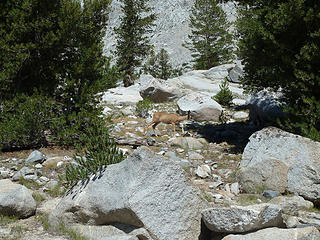 deer at camp