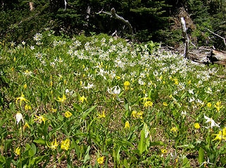 Avalanche & glacier lilies