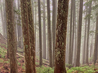 Trees in the mist