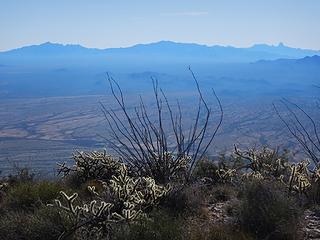 Coyote, Kitt, Baboquivari