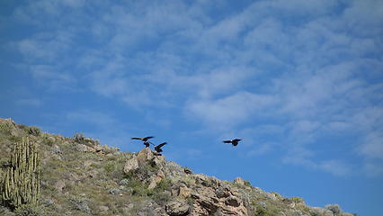 Condors take flight seen from the drive to Colca Canyon