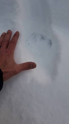 Fresh wolf prints. Hours old