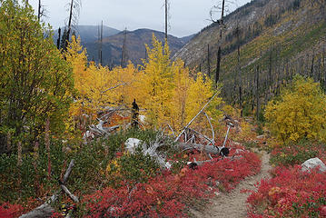 Lower Andrews Creek valley