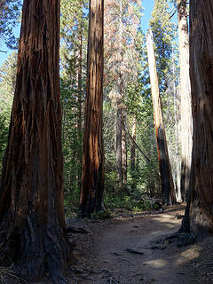 JMT towards Half Dome Trail junction.  Yosemite Wilderness, CA