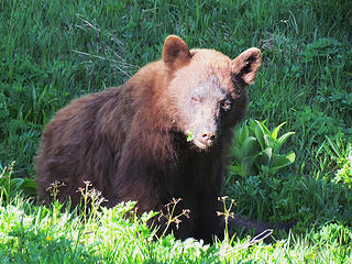 Yogi with sunrays in his eyes, MRNP