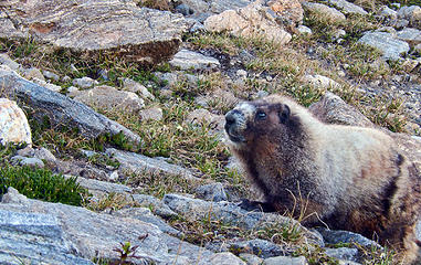 Marmotus9