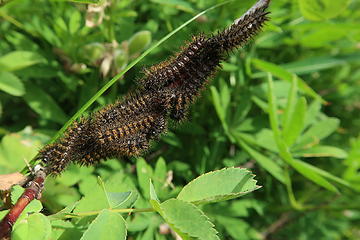 27. Caterpillars