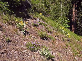 Hillside flowers