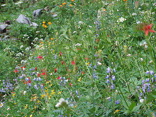 late wild flowers, meadows uphill from Camp Siberia