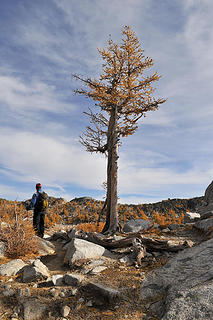 Twisted Tamarack