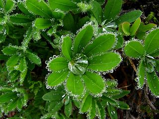 Lupine Leaves