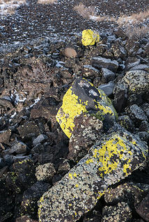 Yellow lichen on a rock outcrop