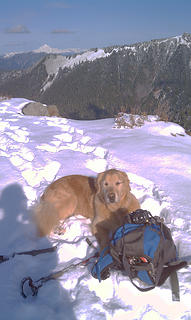 Doofus sunning himself on the top of Bare Mtn. with Glacier behind
