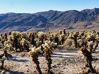 Teddy Bear Cholla