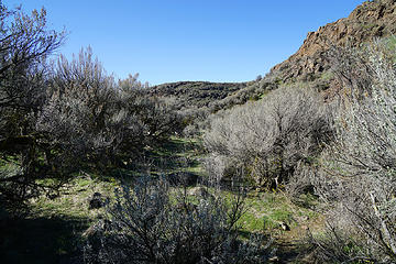 Nice old growth Sagebrush as you wind around down in between the many lakes.