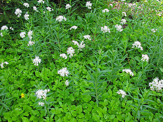 White Flowers