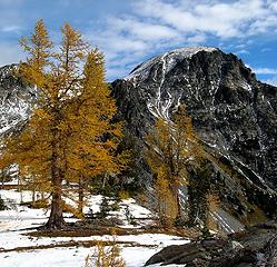Big larches & North Spectacle Butte