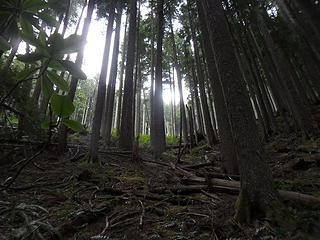 Looking up from the trail.  The official trail ends just above this blowdown section.