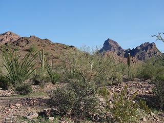 Sonoran scene