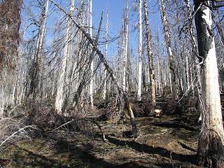 Offtrail through the ghost forest to a highpoint on the ridge.