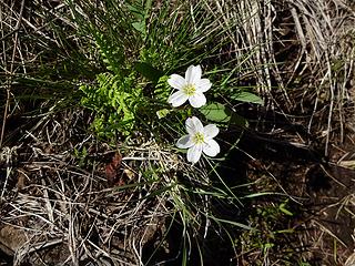 Spring beauty.