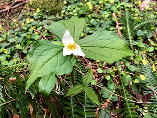 Lake Isabel Trail 4/25/19