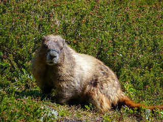 Marmot!  They were everywhere!
