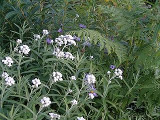 Anaphalis margaritacea & Asters