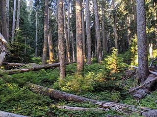 Morning in the forest