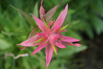 Pretty in Pink