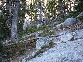 Lake Goats