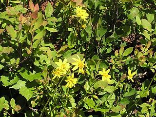 Today, this would be yellow aster on the YAB trail!